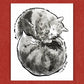 Your TWO Cats: Custom Pet Portrait Hand-Drawn by Jarrett J. Krosoczka!