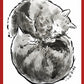 Your TWO Cats drawn by Jarrett J. Krosoczka!
