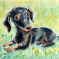 Your Pet Painted in Watercolors by Jarrett J. Krosoczka