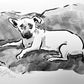 Your Dog Drawn by Jarrett J. Krosoczka!